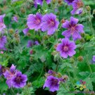 25 Seeds Himalayan Cranesbill Geranium Seeds For Garden Easy to Grow