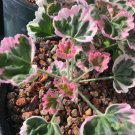 25 Seeds Ice Queen Geranium Seeds For Garden Planting Easy to Grow