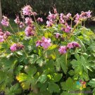 25 Seeds Ingwersens Variety Geranium Seeds For Garden Easy to Grow