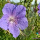 25 Seeds Irish Blue Geranium Seeds For Garden Planting Easy to Grow