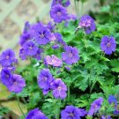 25 Seeds Johnsons Blue Geranium Seeds For Garden Planting Easy to Grow