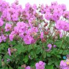 25 Seeds Karmina Geranium Seeds For Garden Planting Easy to Grow