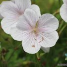 25 Seeds Kashmir White Geranium Seeds For Garden Planting Easy to Grow