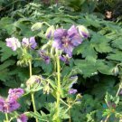 25 Seeds Lavender Pinwheel Geranium Seeds For Garden Planting Easy to Grow