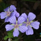 25 Seeds Libangeranium Seeds For Garden Planting Easy to Grow