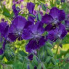 25 Seeds Lily Lovell Geranium Seeds For Garden Planting Easy to Grow