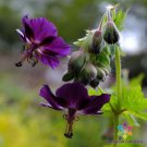 25 Seeds Lisa Geranium Seeds For Garden Planting Easy to Grow