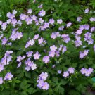 25 Seeds Maculatum Geranium Seeds For Garden Planting Easy to Grow