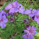 25 Seeds Malviflorum Geranium Seeds For Garden Planting Easy to Grow