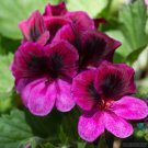 25 Seeds Martha Washington Regal Geranium Seeds For Garden Easy to Grow