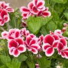 25 Seeds Martha Washington Geranium Seeds For Garden Planting Easy to Grow
