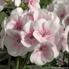 25 Seeds Maverick Appleblossom Geranium Seeds For Garden Easy to Grow