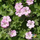 25 Seeds Mavis Simpson Geranium Seeds For Garden Planting Easy to Grow