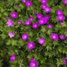25 Seeds Max Frebloody Cranesbill Geranium Seeds For Garden Easy to Grow