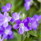 25 Seeds Mayflower Geranium Seeds For Garden Planting Easy to Grow