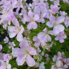25 Seeds Melinda Geranium Seeds For Garden Planting Easy to Grow