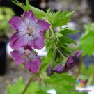 25 Seeds Mottisfont Rose Geranium Seeds For Garden Planting Easy to Grow
