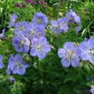 25 Seeds Mrs Kendal Clark Geranium Seeds For Garden Planting Easy to Grow