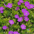 25 Seeds New Hampshire Purple Geranium Seeds For Garden Easy to Grow