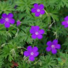 25 Seeds Nimb Geranium Seeds For Garden Planting Easy to Grow