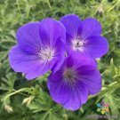 25 Seeds Orion Geranium Seeds For Garden Planting Easy to Grow