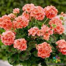 25 Seeds Patriot Salmon Geranium Seeds For Garden Planting Easy to Grow