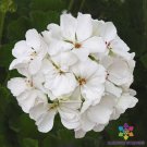 25 Seeds Patriot White Geranium Seeds For Garden Planting Easy to Grow