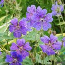 25 Seeds Philippe Vapelle Geranium Seeds For Garden Planting Easy to Grow