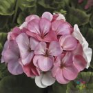 25 Seeds Pinto Premium White To Rose Geranium Seeds For Garden Easy to Grow