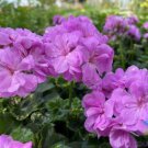 25 Seeds Precision Dark Lavender Ivy Leaf Geranium Seeds For Garden Easy to Grow