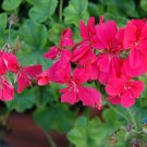25 Seeds Precision Dark Salmon Ivy Leaf Geranium Seeds For Garden Easy to Grow