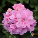25 Seeds Precision Pink Ivy Leaf Geranium Seeds For Garden Easy to Grow