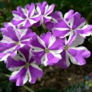 25 Seeds Precision Purple And White Ivy Leaf Geranium Seeds Easy to Grow