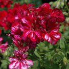 25 Seeds Precision Red Ice Ivy Leaf Geranium Seeds For Garden Easy to Grow