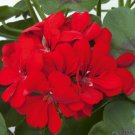 25 Seeds Precision Scarlet Red Ivy Leaf Geranium Seeds For Garden Easy to Grow