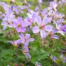 25 Seeds Prelude Geranium Seeds For Garden Planting Easy to Grow