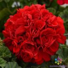 25 Seeds Presto Dark Red Geranium Seeds For Garden Planting Easy to Grow