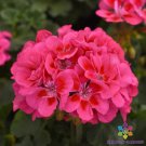 25 Seeds Presto Pink Geranium Seeds For Garden Planting Easy to Grow