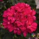 25 Seeds Presto Violet Geranium Seeds For Garden Planting Easy to Grow