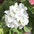 25 Seeds Presto White Geranium Seeds For Garden Planting Easy to Grow