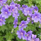 25 Seeds Purple Cranesbill Magnificum Geranium Seeds For Garden Easy to Grow