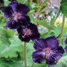 25 Seeds Raven Geranium Seeds For Garden Planting Easy to Grow