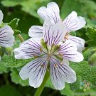 25 Seeds Renardigeranium Seeds For Garden Planting Easy to Grow