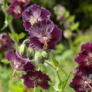 25 Seeds Samobor Geranium Seeds For Garden Planting Easy to Grow