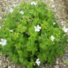 25 Seeds Silverwood Geranium Seeds For Garden Planting Easy to Grow