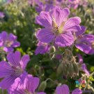 25 Seeds Sirak Geranium Seeds For Garden Planting Easy to Grow