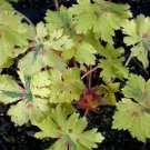 25 Seeds Spring Fling Geranium Seeds For Garden Planting Easy to Grow