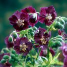 25 Seeds Springtime Geranium Seeds For Garden Planting Easy to Grow