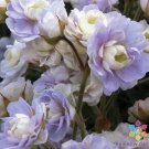 25 Seeds Summer Skies Geranium Seeds For Garden Planting Easy to Grow