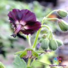 25 Seeds Taffs Jester Geranium Seeds For Garden Planting Easy to Grow